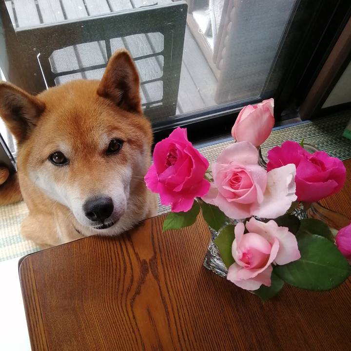 Bece895c f17f 40da b8ca b0fea1dd0dc5 1589768894471