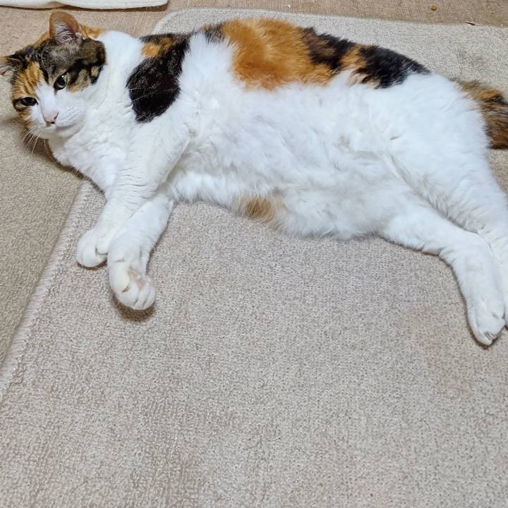 Becebde5 f260 4a61 86e6 09c018ebe00a 1616329153388