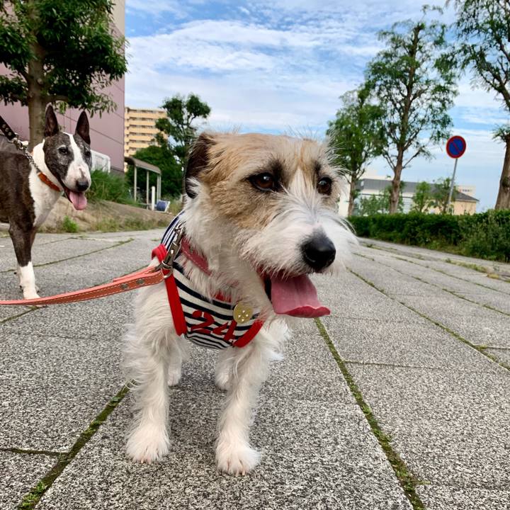 Becedf38 637f 4654 ab8f 021880d88d6b 1622983851483