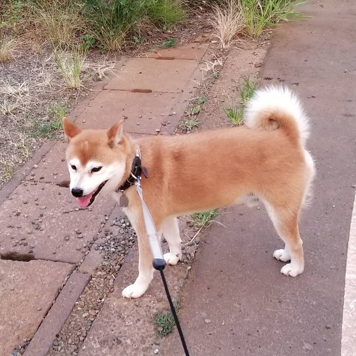 Becf4fa2 13a9 4353 b826 fb1b9b71ab9d 1532772357665