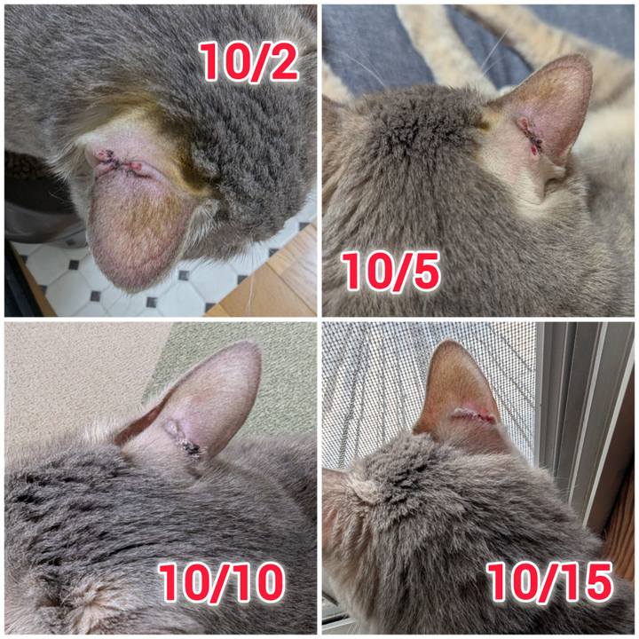 Bed0fddf a9f4 4f9d b7f6 81520cd5c978 1760601876356