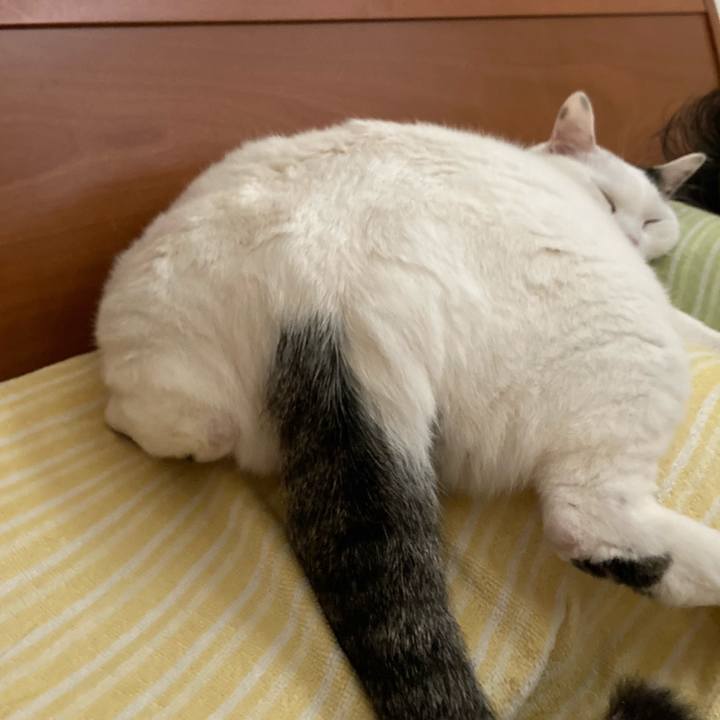 Bed5662b 307f 4bad 93d2 cdc7c53fecb2 1621034128331