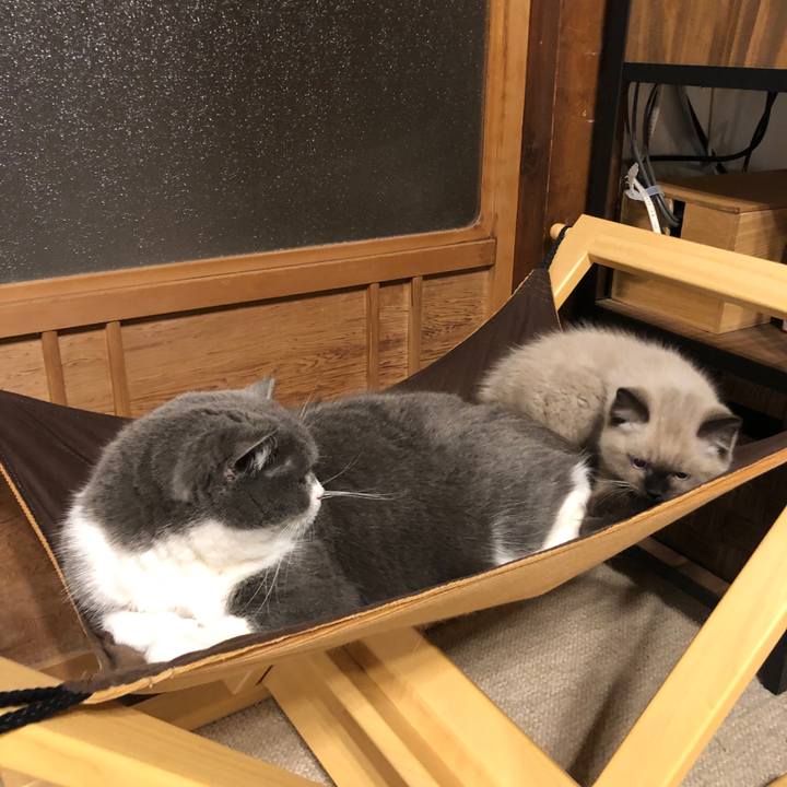 Bed72177 8431 4468 9e1e bd63637383a8 1586511636647