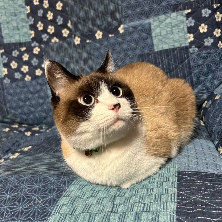 Bee0801e b195 4a84 8e95 1ed6ee3bacc6 1762261096016