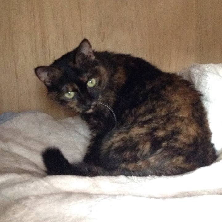 Bee08c46 5ce4 4910 9a31 428a9d7235b0 1543380815938