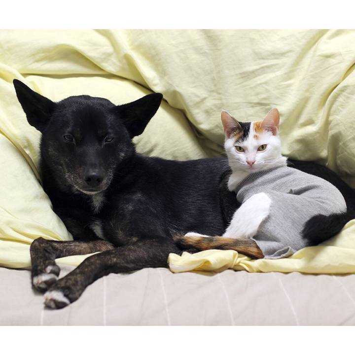 Bee10396 e215 4846 9b1c 17789a568c79 1553399245353