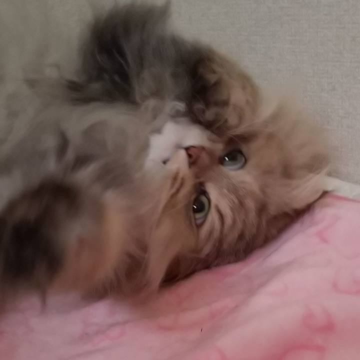 Bee554a0 cd30 440e 9182 4d73e0e41b81 1611107614508