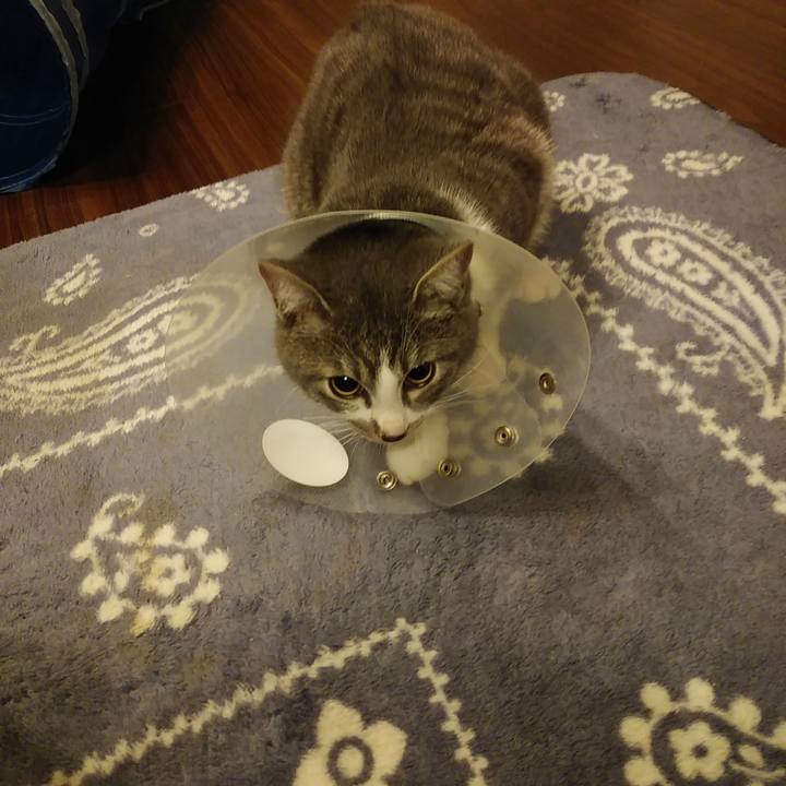 Bee736d3 c70f 4f9e af04 769f86423212 1571128857856