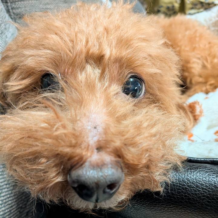 Bee9316d b8c5 4994 9bfc 9b9d9965d4a9 1766297629283