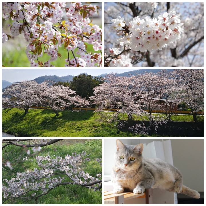 Beed3114 e34a 45be 8a4d bd1246e49d86 1586010715858