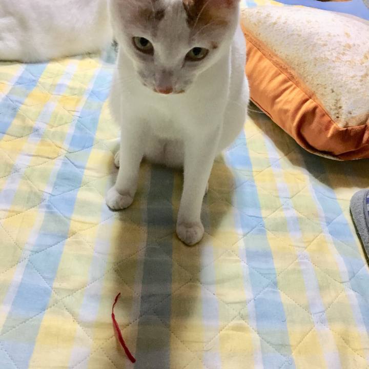 Bef024a2 c07b 424f bddf a23ab1aa7fef 1526306378398