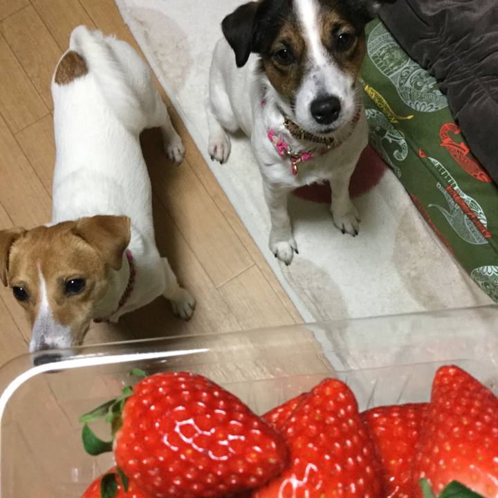 Bef57725 77dc 41fb a790 c817101c97d6 1513072321610