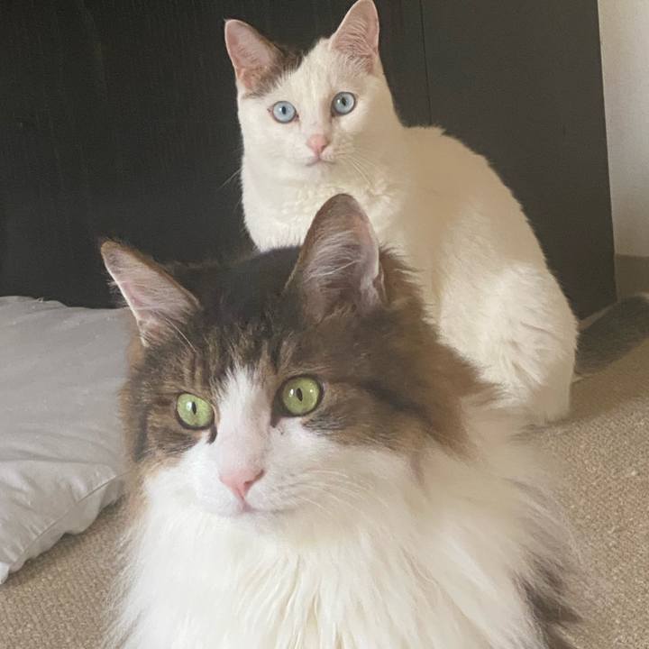 Bef8f5b0 8c6f 4e20 a622 f5e22fa64b00 1689731545373