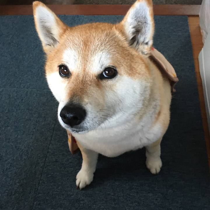 Befb6ccc c1bc 4254 83fc 6e92e4c016d3 1583724961916