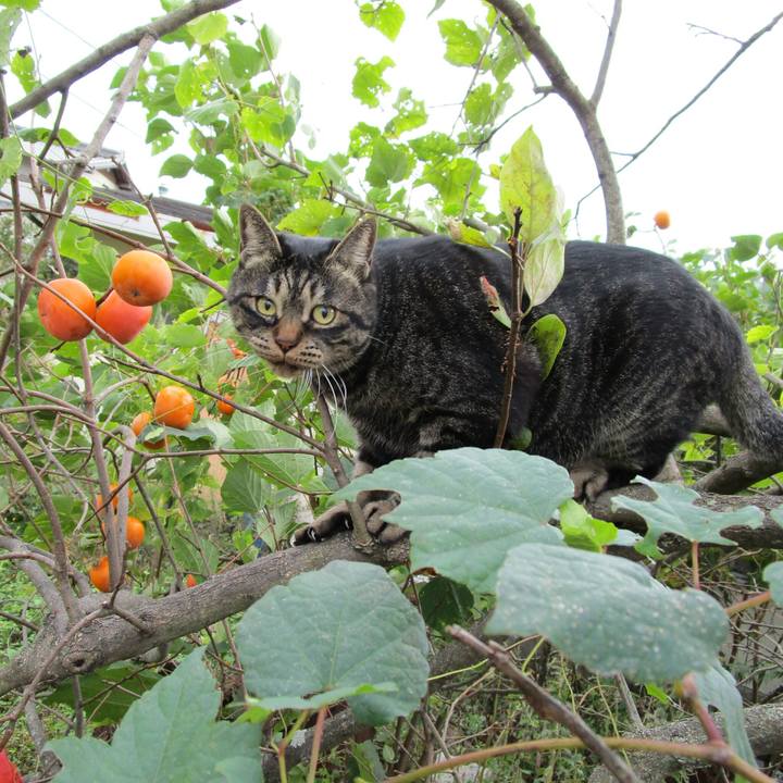 Befc56a4 d054 4330 b794 ec1022f9c1ef 1508833326292