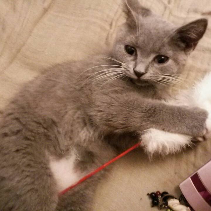 Befc6361 27be 4969 9b0b f5e09bdb6ed9 1533095521549