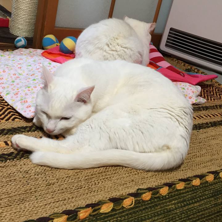 Befcef8f e092 4e75 a29a fd8f7787aa19 1521284083717