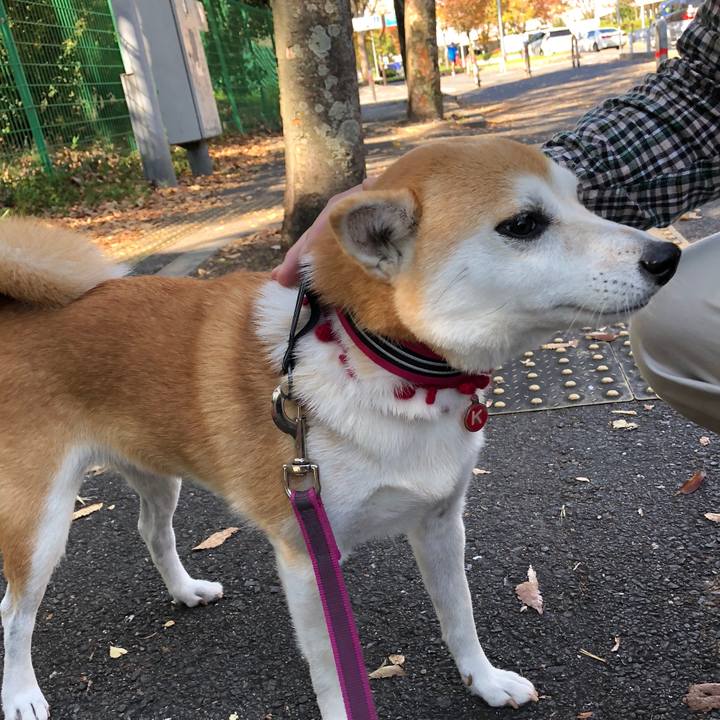 Bf053d25 7678 411f 9ee5 385aadb75e8c 1541636215359