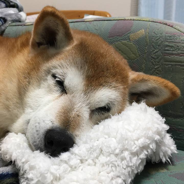 Bf080936 e681 4774 994d 7273d7171a59 1543092750221