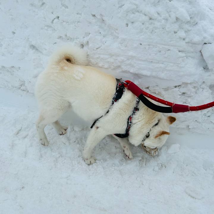 Bf08f061 bb98 49d9 b24c 082494cc6c44 1703804817999