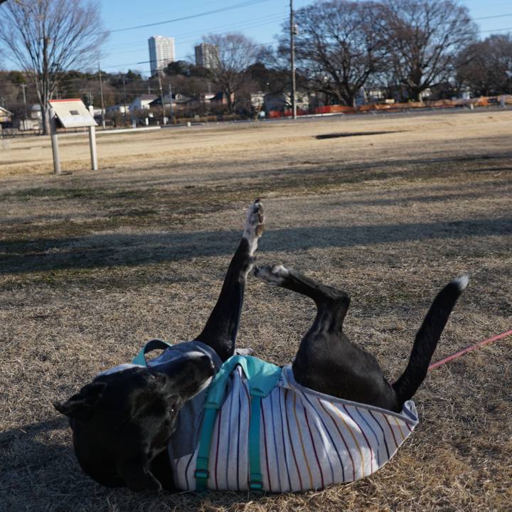 Bf08fa8f f22b 473c af91 a5e0b20d974a 1769302507431