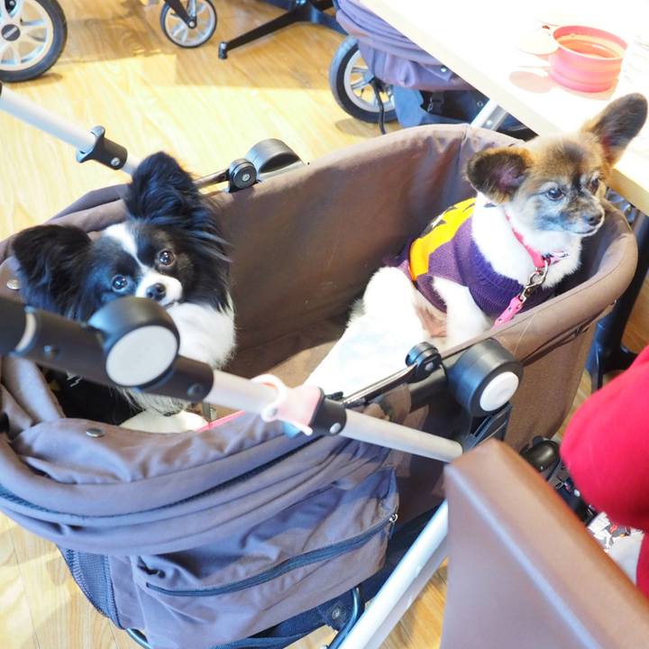 Bf0a200c f400 40f3 9a2b a2b409a1d140 1539337369127