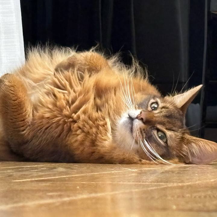 Bf0b9e46 44fa 4457 ac30 41d93a991df2 1752730250074