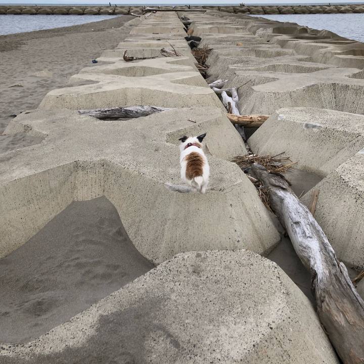 Bf0bfe85 d0ca 45bc a3f5 a754c5d4803c 1603062009269