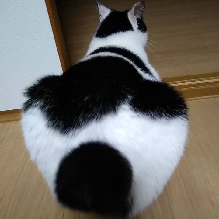 Bf11c393 6b97 4e54 b464 c8c0a30d8469 1557744973761