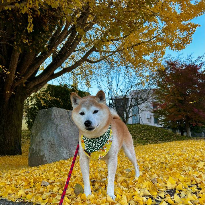 Bf143fe7 19e6 4ad5 8111 6d08036d25c8 1763376067402