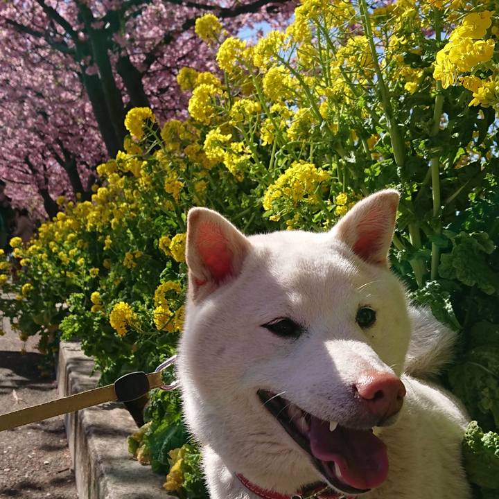 Bf161b8f 0530 411c bfce f1662b7b6653 1519884539923