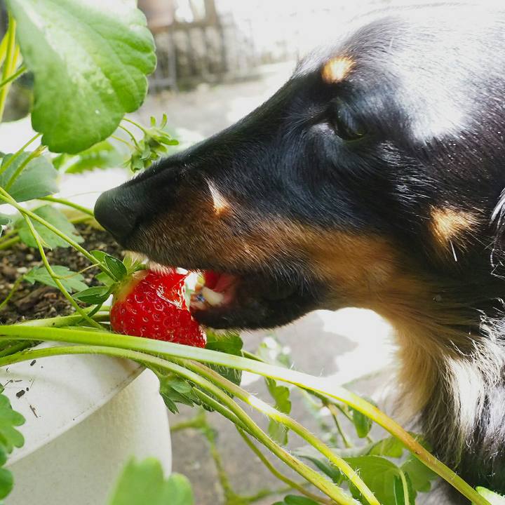 Bf16beba a0a7 4f72 9912 953f3d1d3cd0 1526343124183