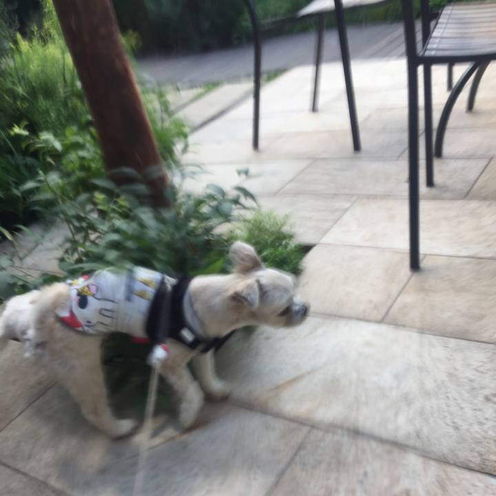 Bf1708a1 0595 4ffc 9976 1076e6034c1a 1528197691617