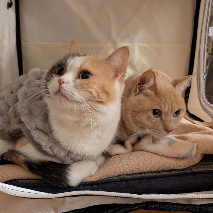 Bf197ff6 067b 45fd a324 e16323154636 1768867082061