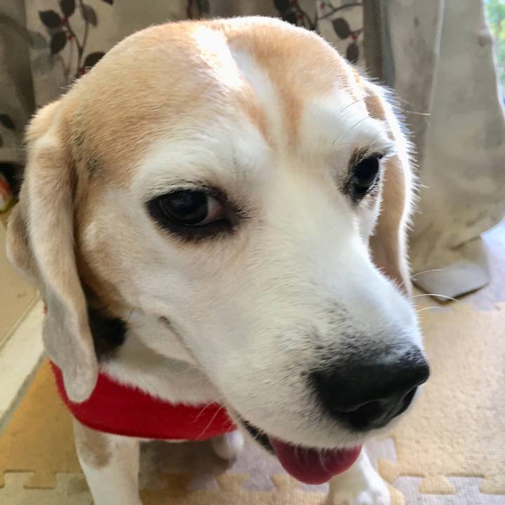 Bf19d90a b957 426b a67a c19c19279a8c 1544260495425