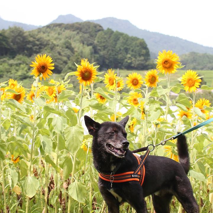 Bf1b134f b4a5 416a 83a5 a2475871dab5 1597359111174