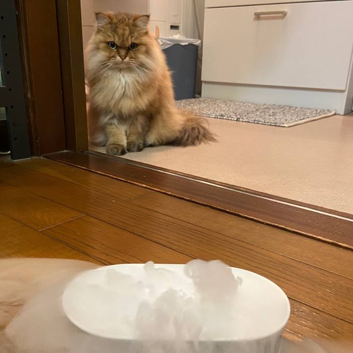 Bf20d37a ee4b 42b1 ae75 01cd34d679ea 1605532030196