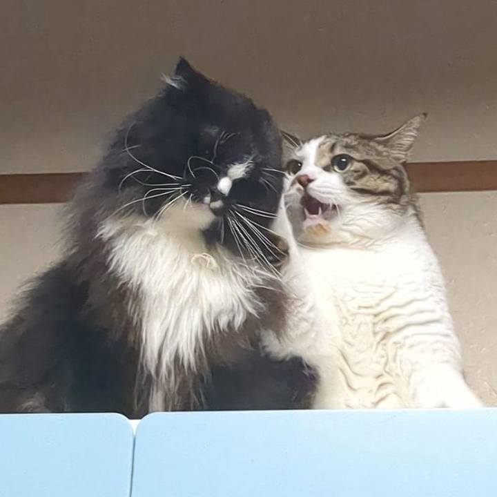 Bf224fdb 7edd 46f9 adf1 342fc21e859d 1725197806149