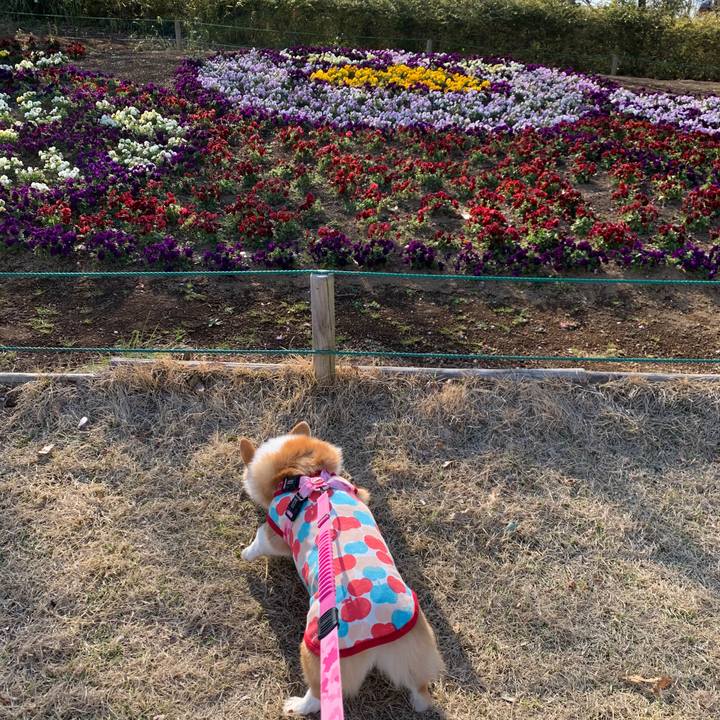 Bf252007 af5d 410e ae50 8ca78c616339 1584434431337