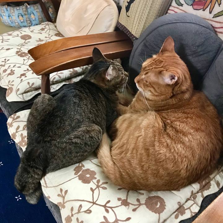 Bf2c8b9f 62de 4ea3 a622 903f9e2a8f7c 1532921628292