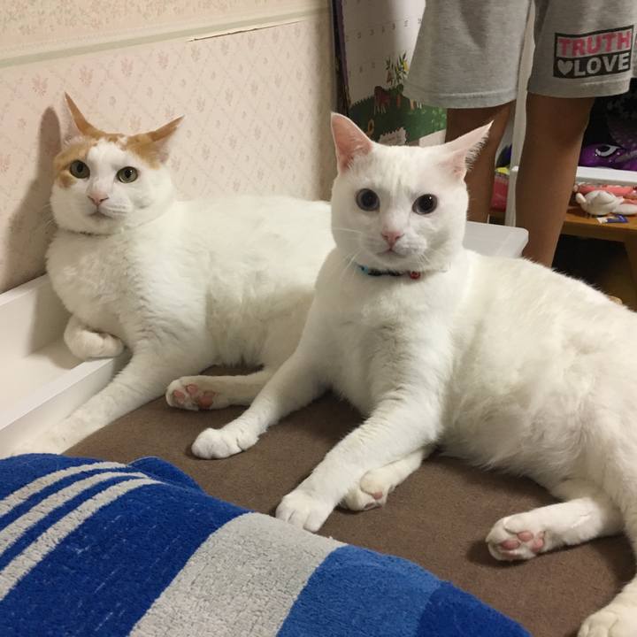 Bf2e4510 355c 4df4 b81d a7fa510b4626 1532268110346