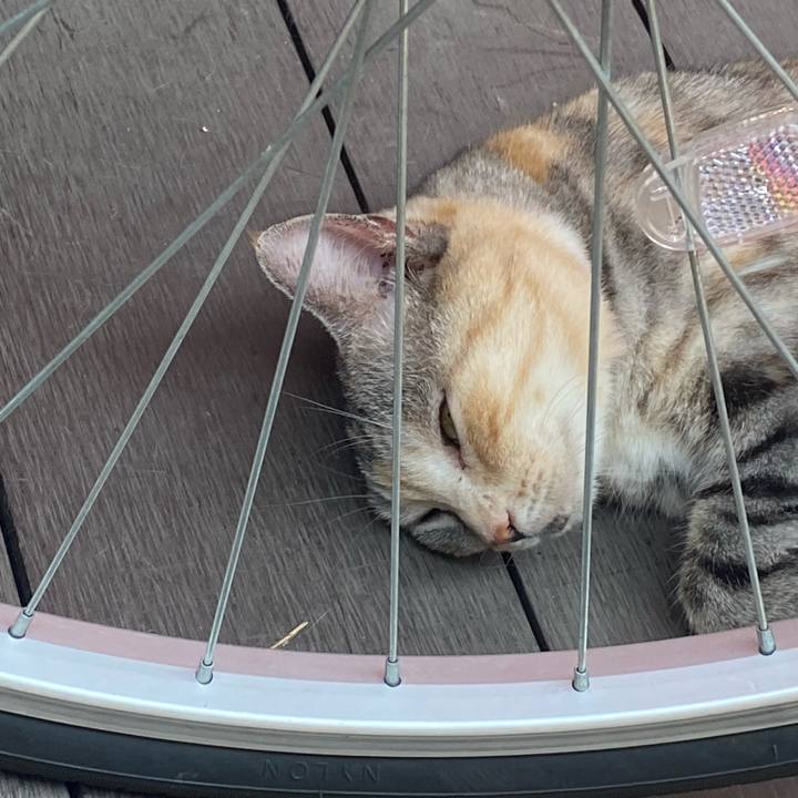 Bf2f1004 b8da 4c3b 8bf3 614cf185f538 1626928055712