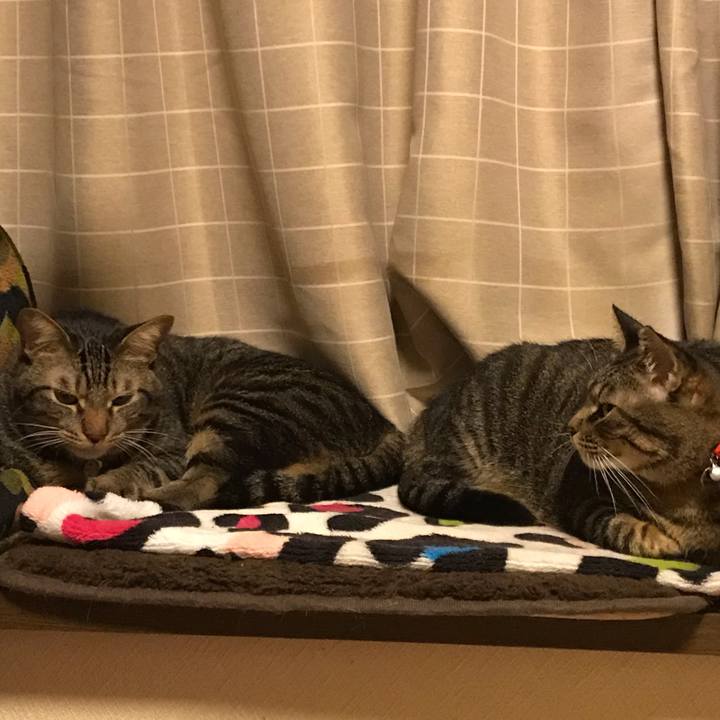 Bf2f2d39 367b 4486 ad58 73c4c0174fb7 1555780781672