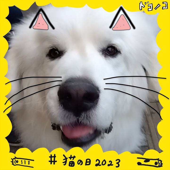 Bf31143e 3699 4295 a7fe 6e5689aa54c8 1677022747309