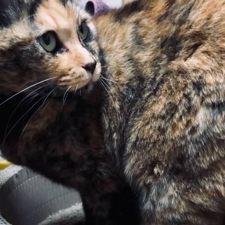 Bf34f33b 226b 4382 ae85 3b51d3d279ec 1733077966861