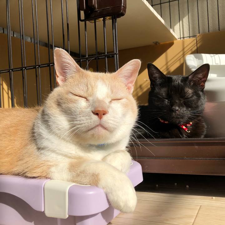 Bf34f8d4 a4c8 453a 9620 e642094c1b46 1616198766858