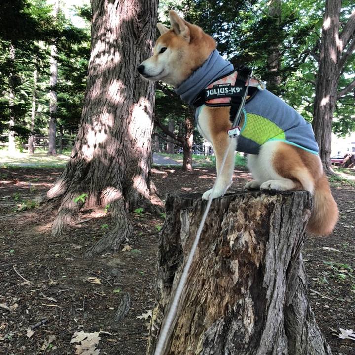 Bf3808a2 803d 490b 9a4d bd69a506ba35 1558665525950