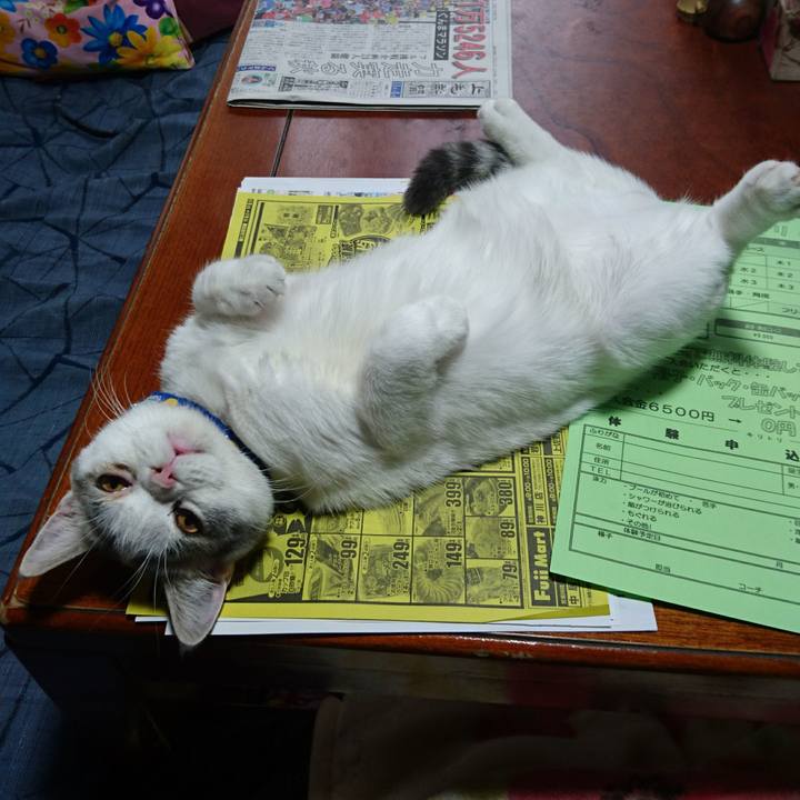 Bf3a2658 082c 4005 8f40 00fdadc0aa2b 1541376920251