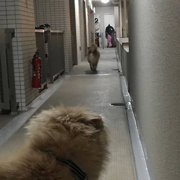 Bf3b61cc f1ae 4094 86e8 dd1220160e6c 1544456354146