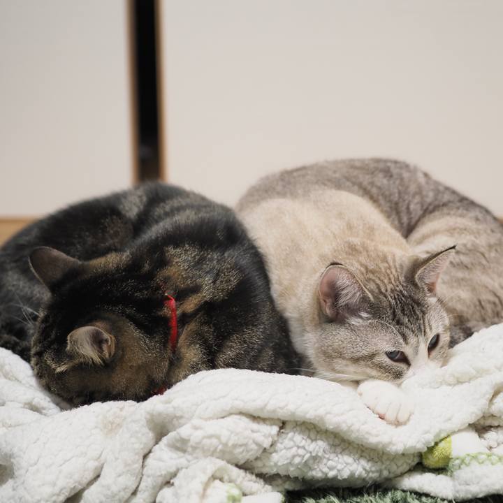 Bf3bb23a 28fc 49d0 aba8 cc2965eed8cf 1604155918377